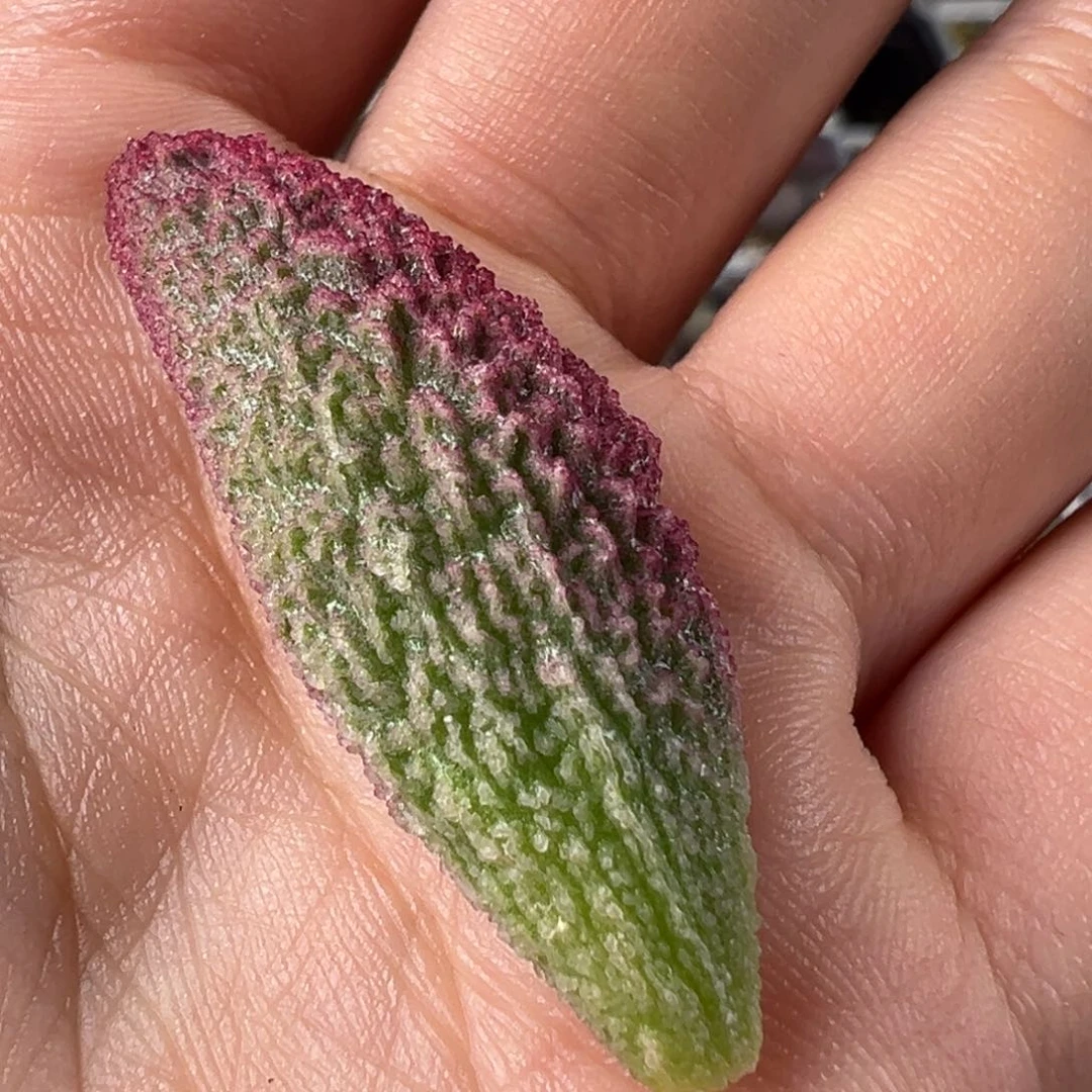 古灵阁叶子多肉植物水泡