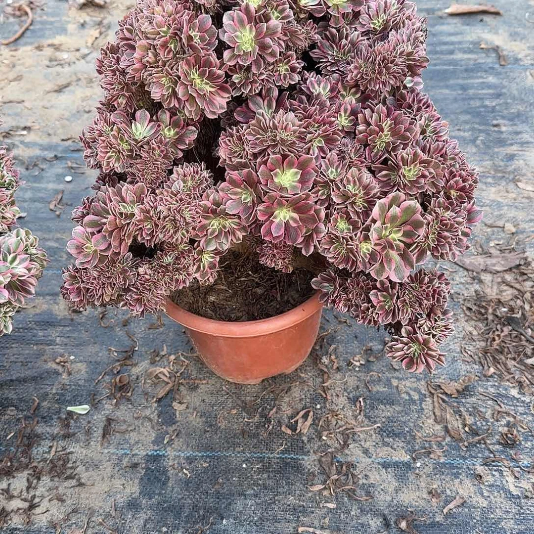 小***敏女巫缀化脱土发货