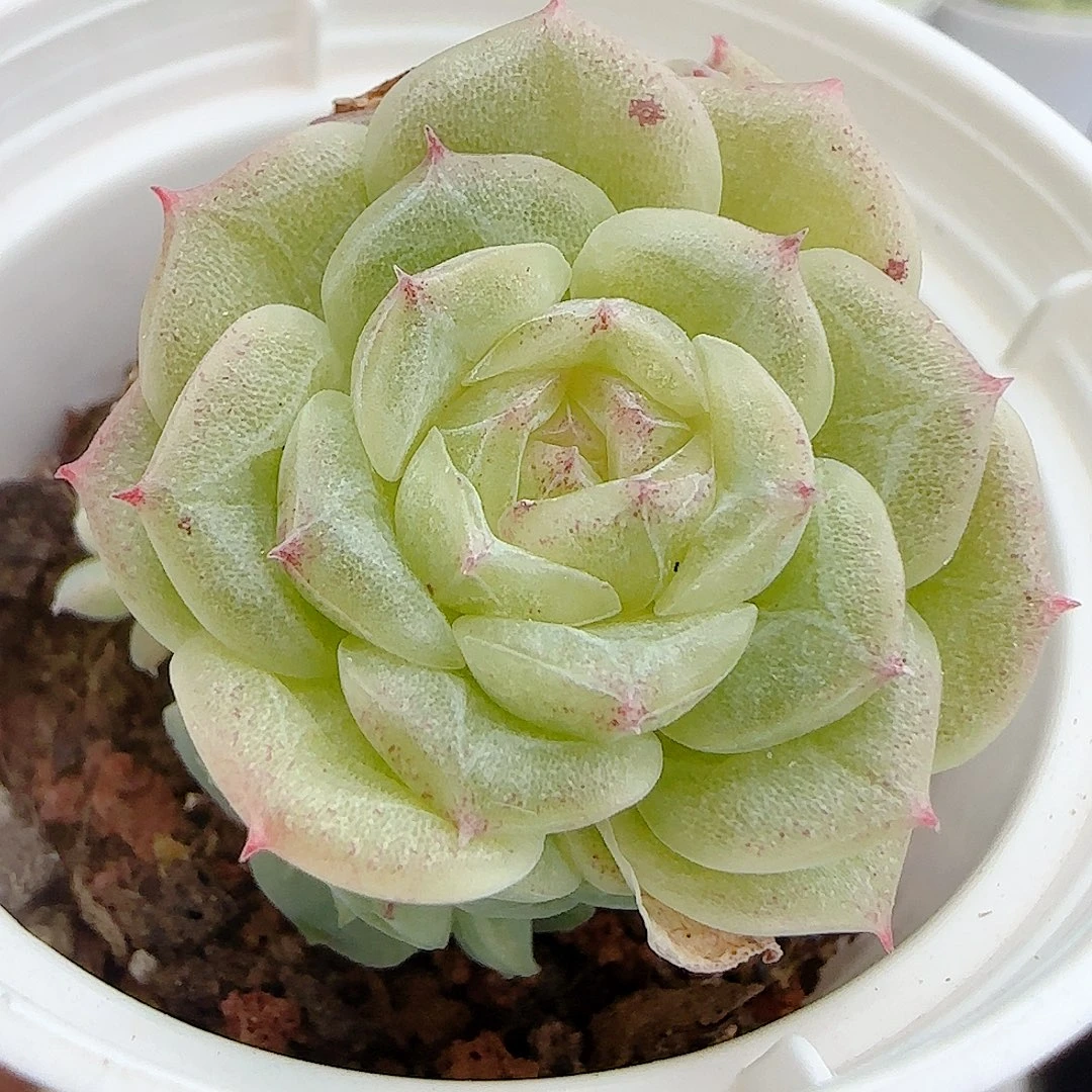 【闪购商品】1022-25（fm-20-2）