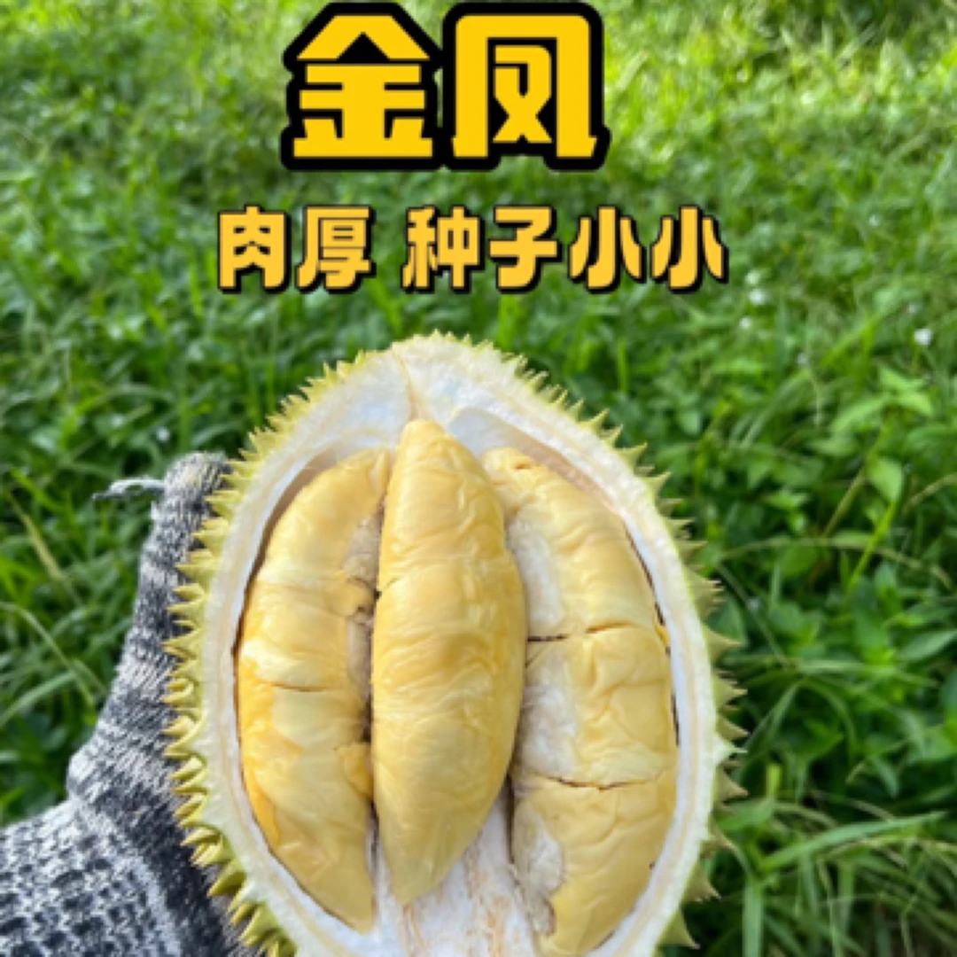 猴子D198金凤马来西亚冷冻进口 冷冻保存