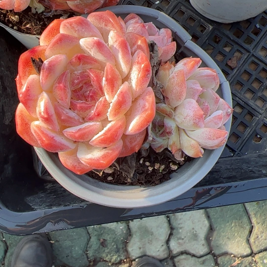 梦幻泡影多肉植物精品