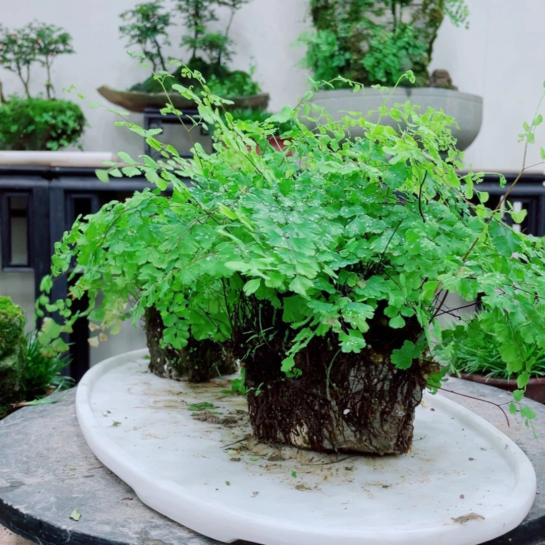 无铅玻璃河*.铁线蕨的一种植物是由