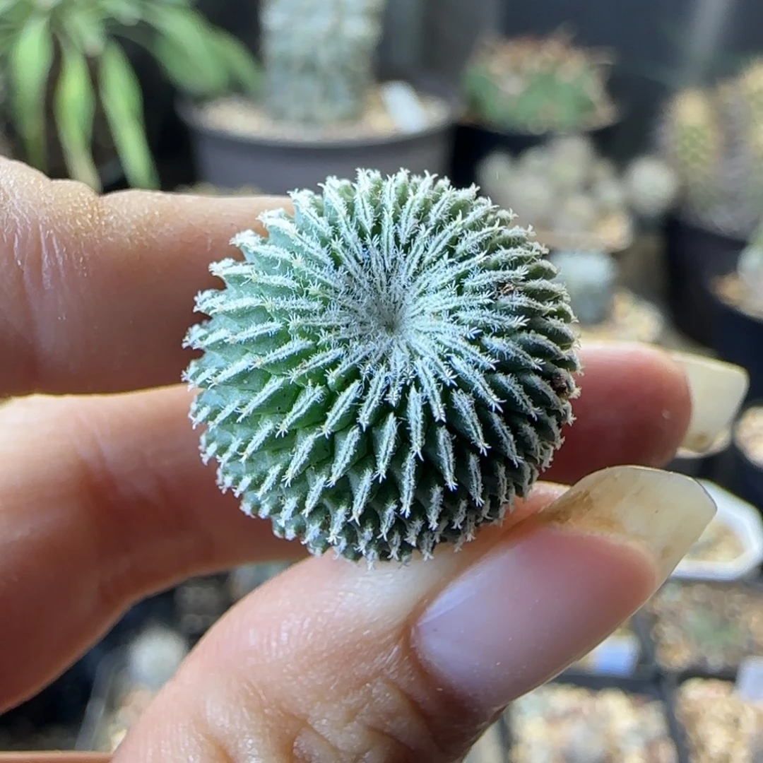 125实生刺缀精巧殿多肉1.9