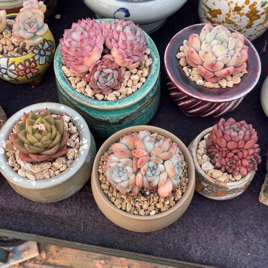 七*3多肉植物补差价11111