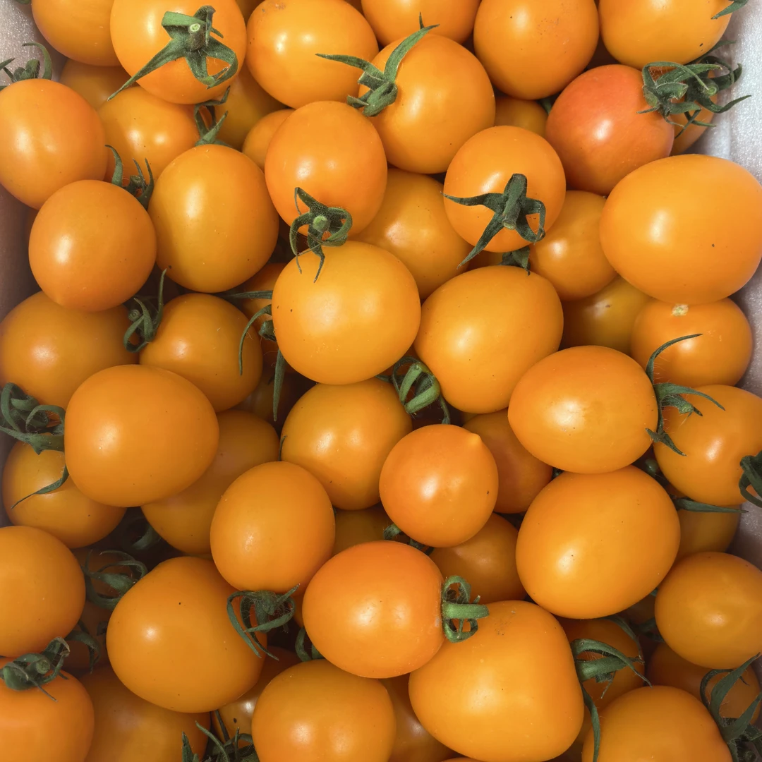 橘色新鲜小柿子包邮