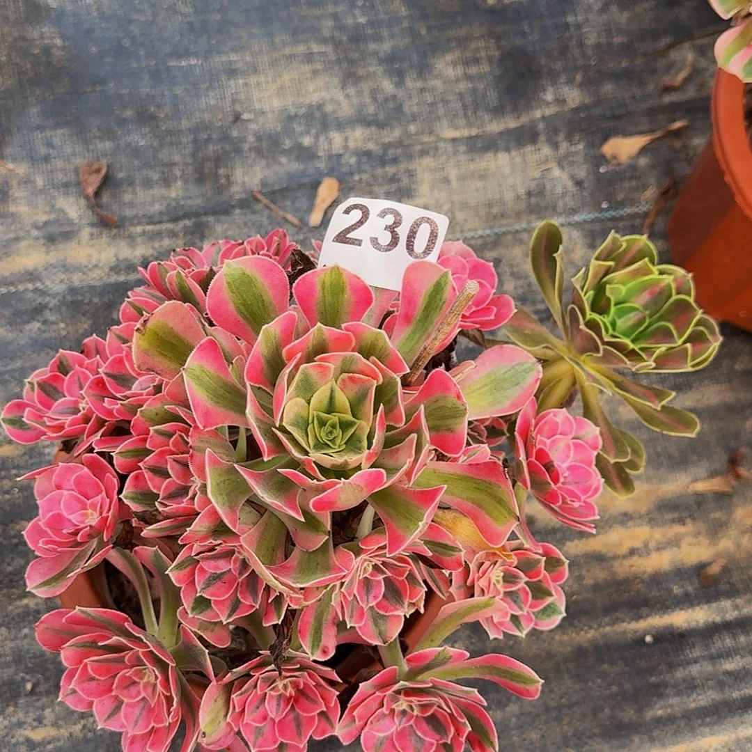 230妖月法师植物多肉