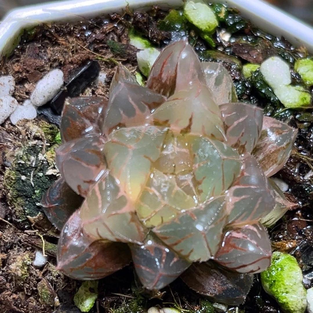 恭喜发财大吉大利0170