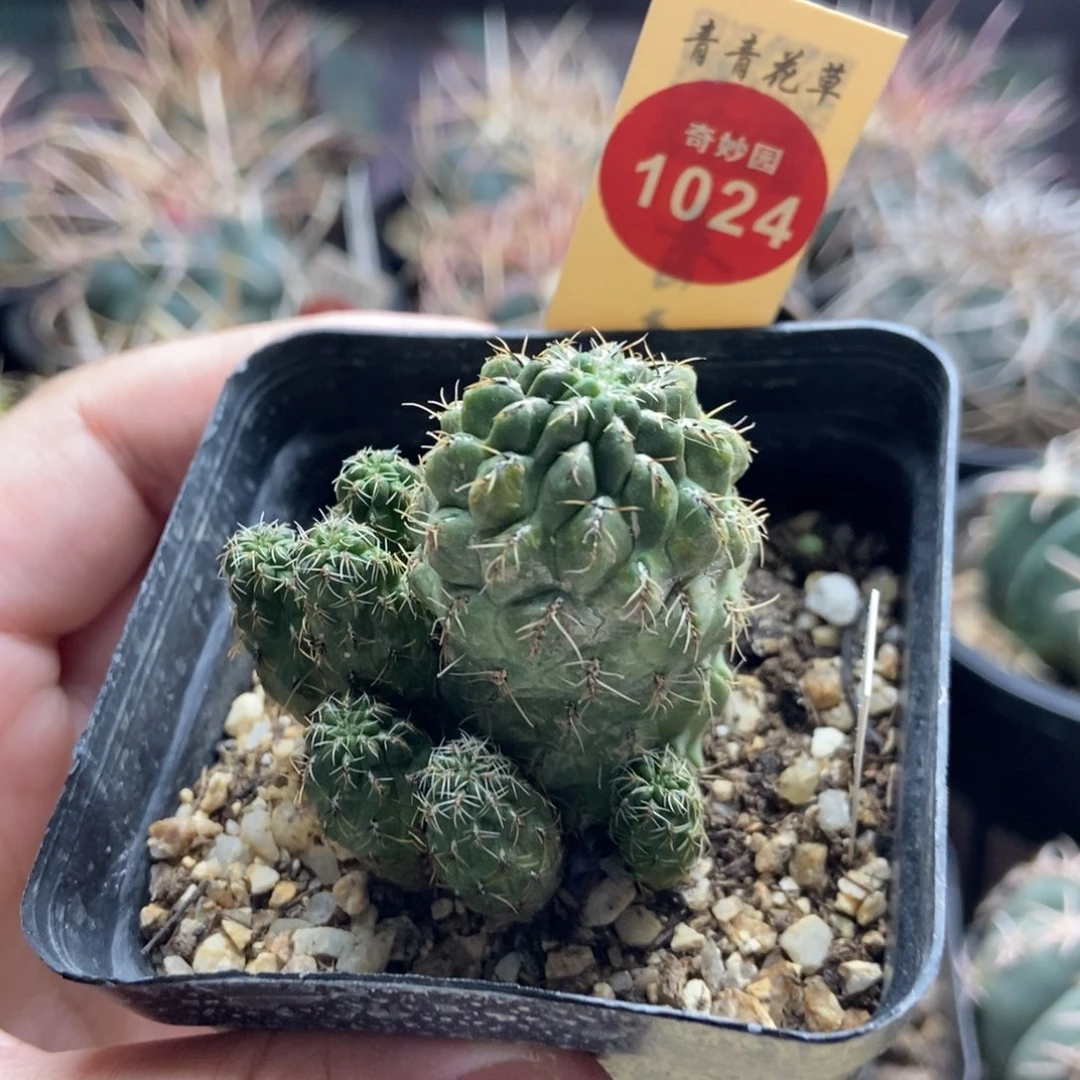 实生沟宝山群一颗仙人球