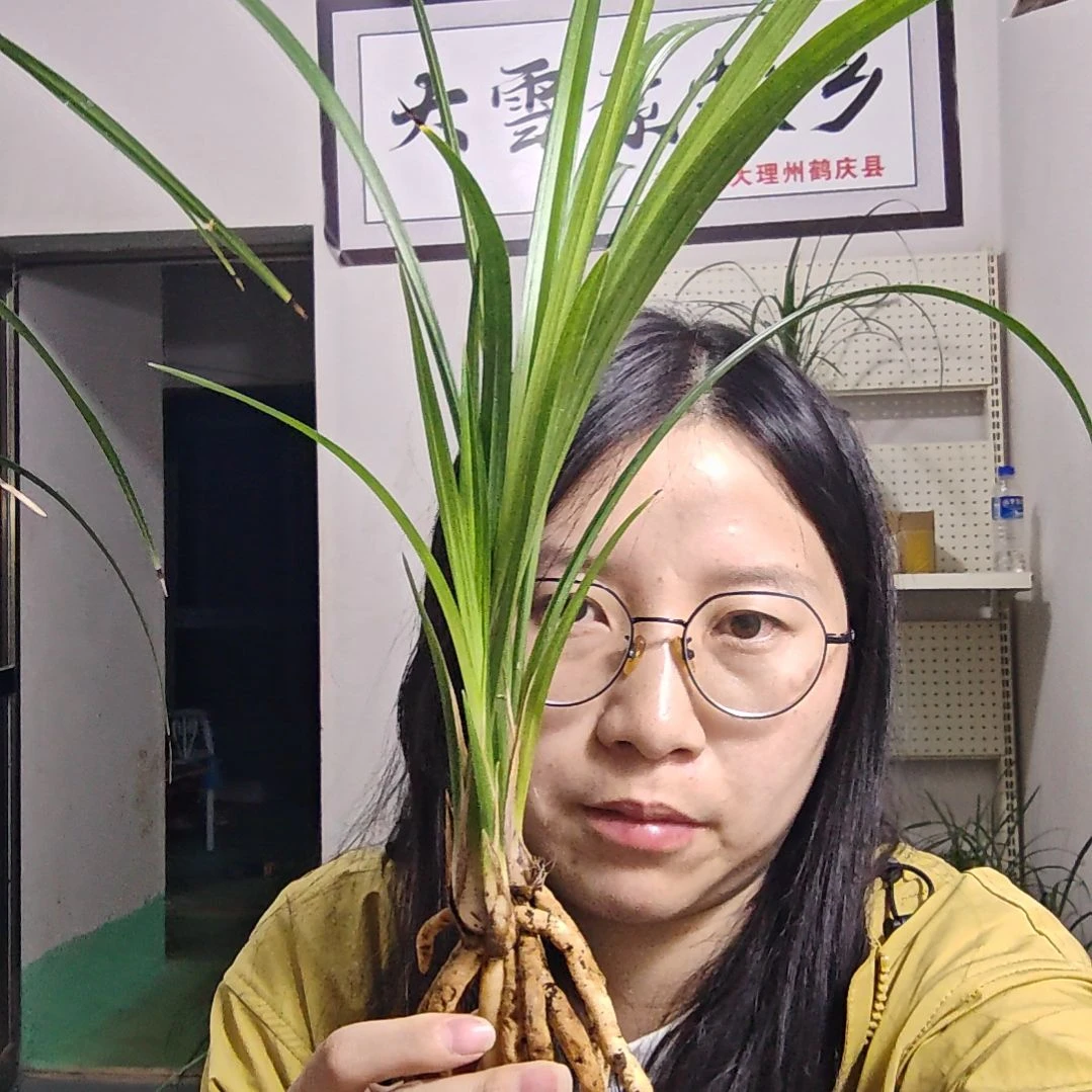 当前无花栽培后可以开花