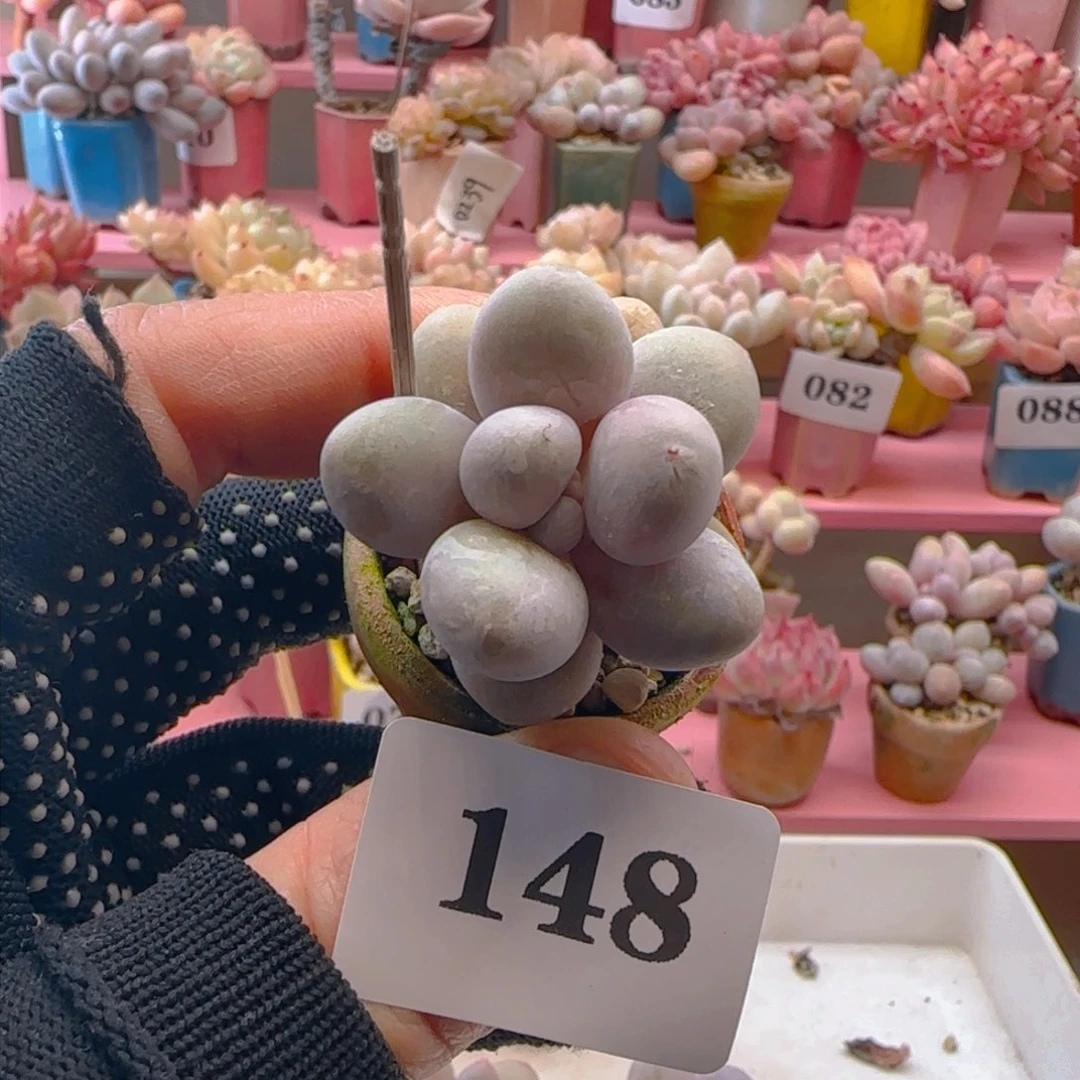 ?****～奶酪148 ，带盆土发货，满38包邮非偏远。