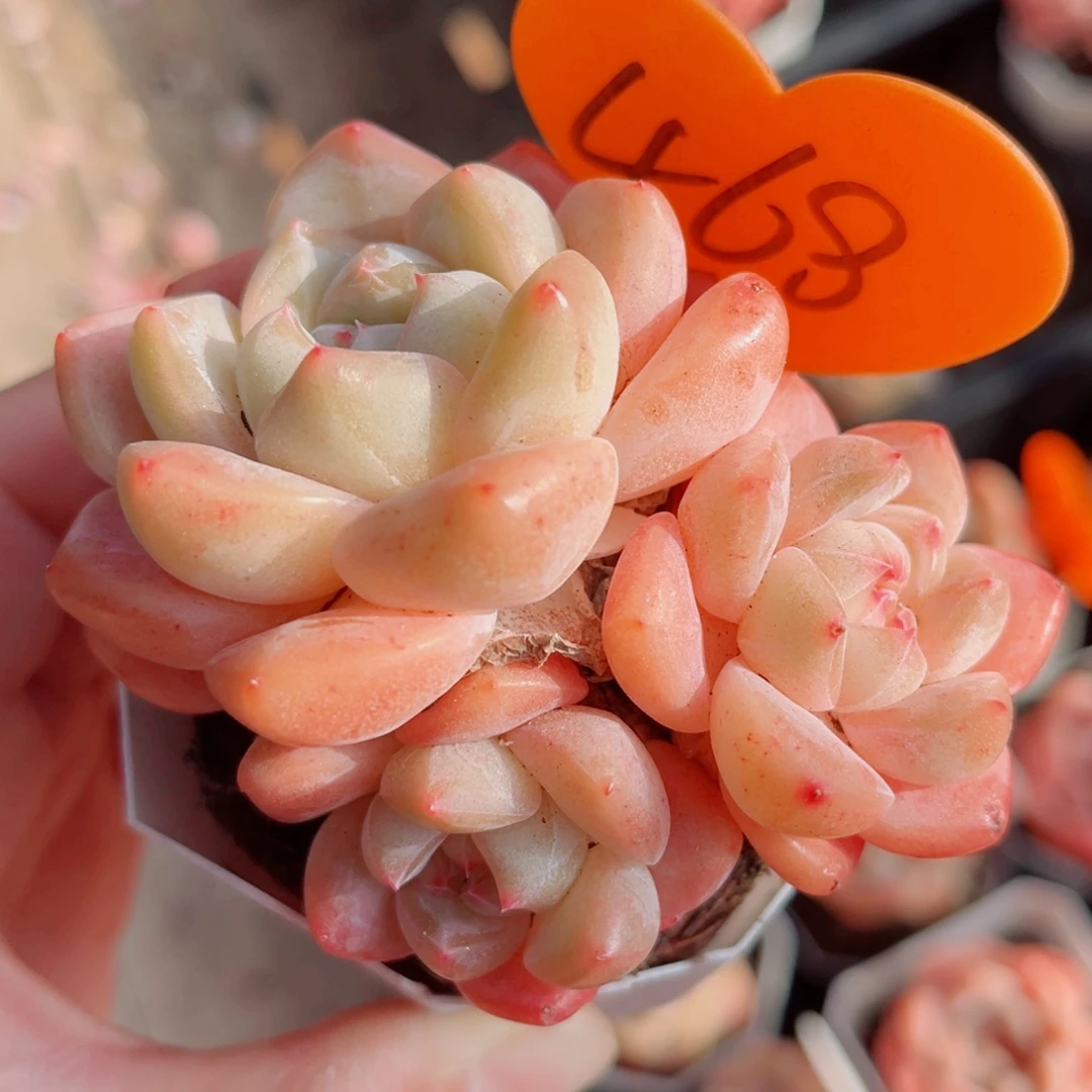 468号小老桩糖心群