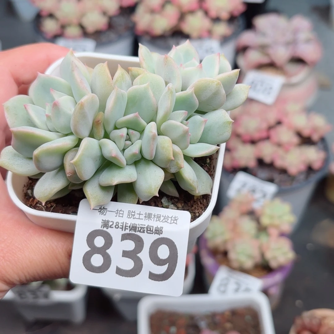 超奶群无盆土发货
