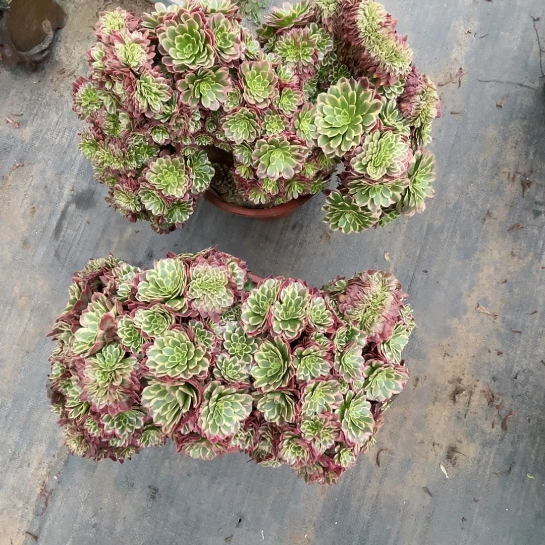 【闪购商品】无花朵元*打包