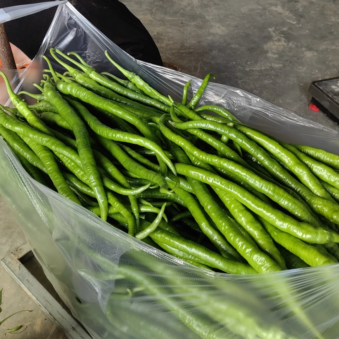 贵州本地青辣椒农家露天种植蔬菜