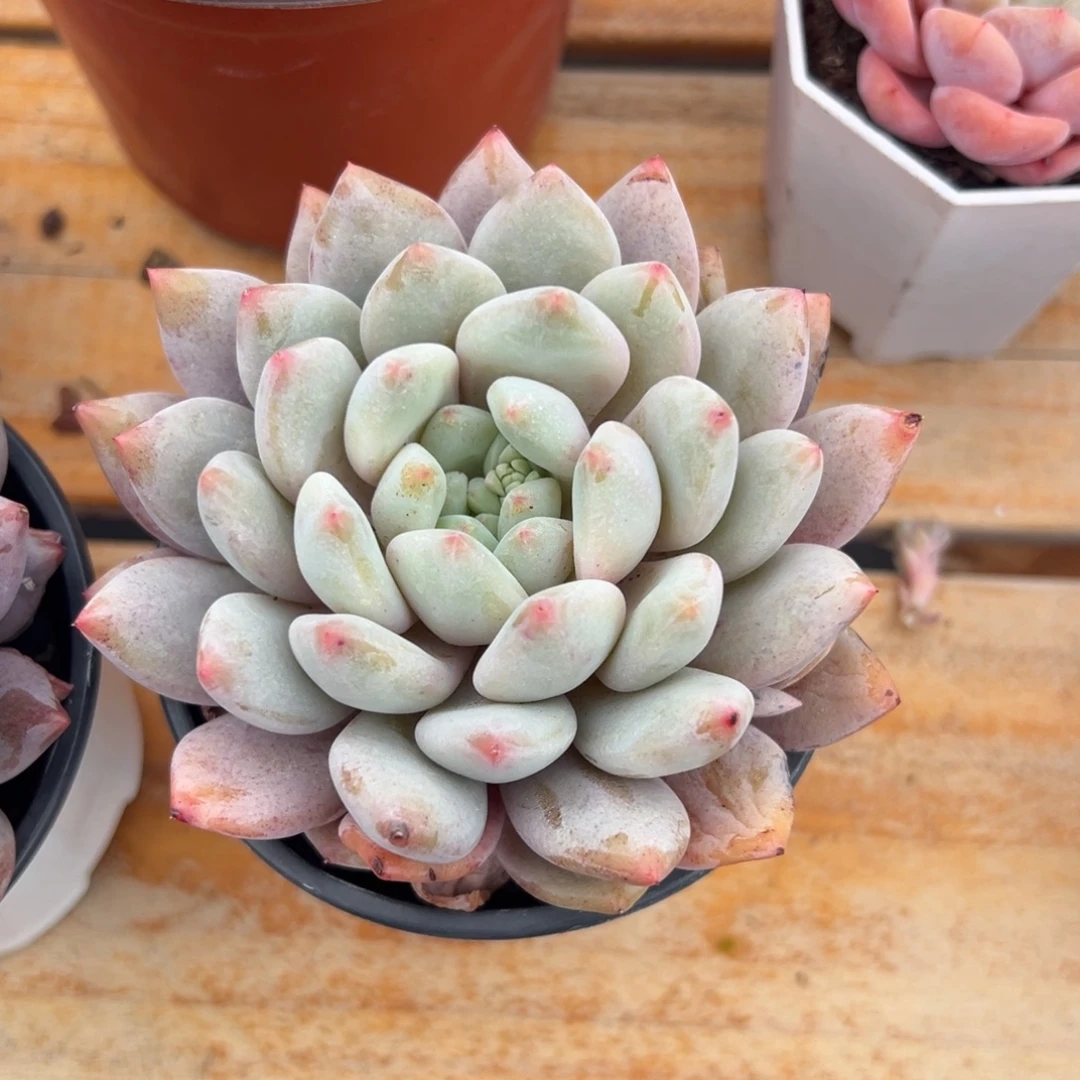 多肉单头半夏【非偏远地区满18包邮】