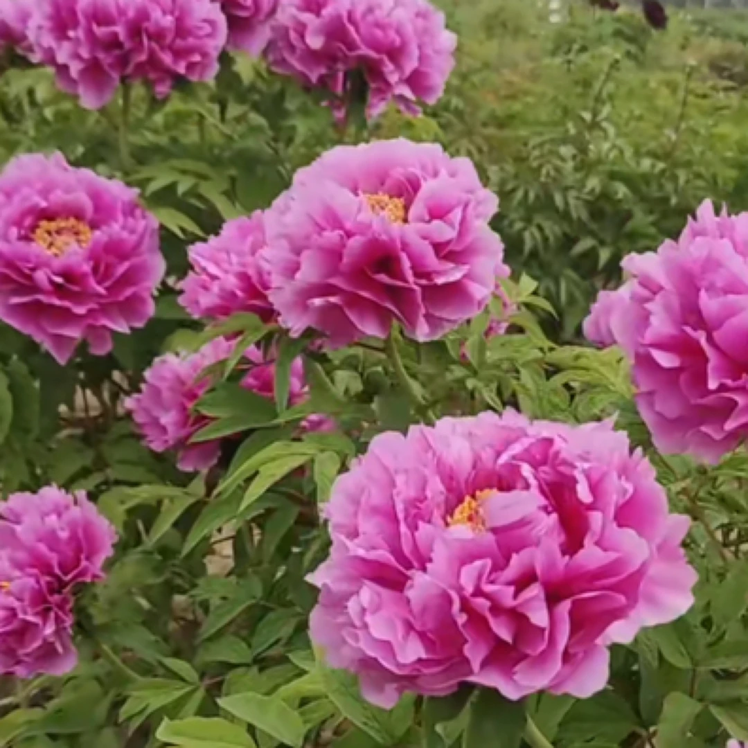 牡丹【鲁荷红】秋季发苗