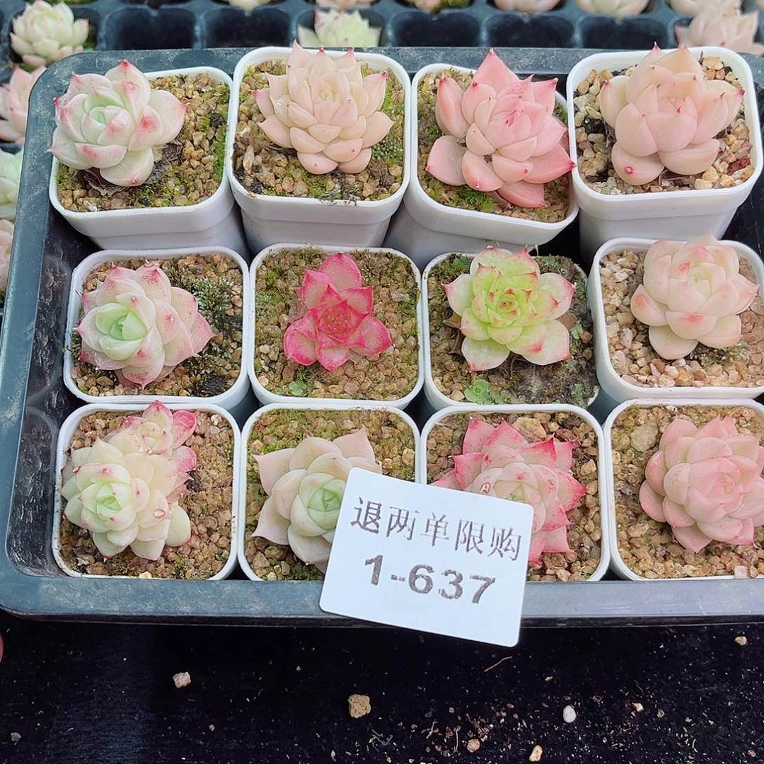 1-637 新疆西藏内蒙零度以下拍保温箱不拍不包损