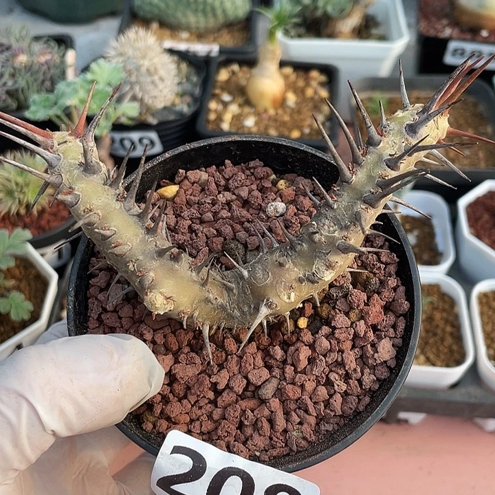 208产地刺月界块根