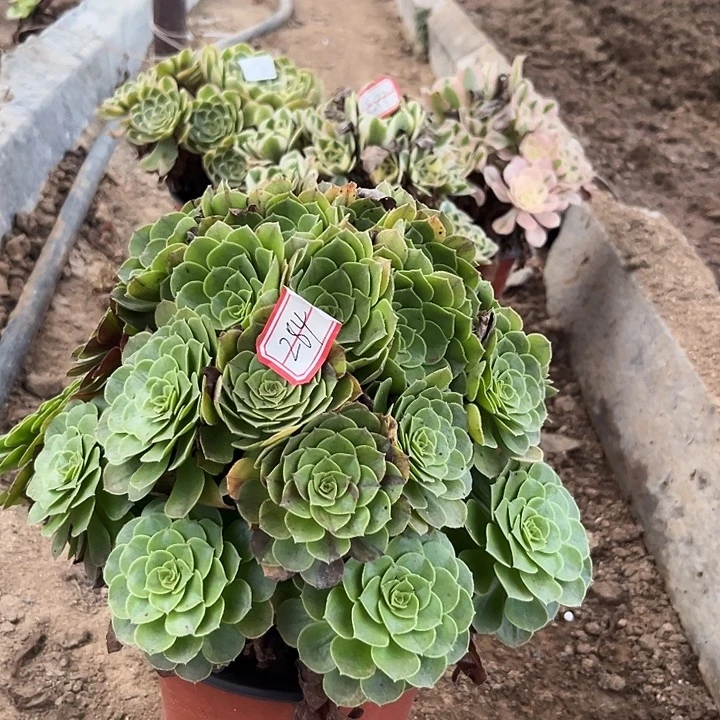 花月夜多肉植物一个