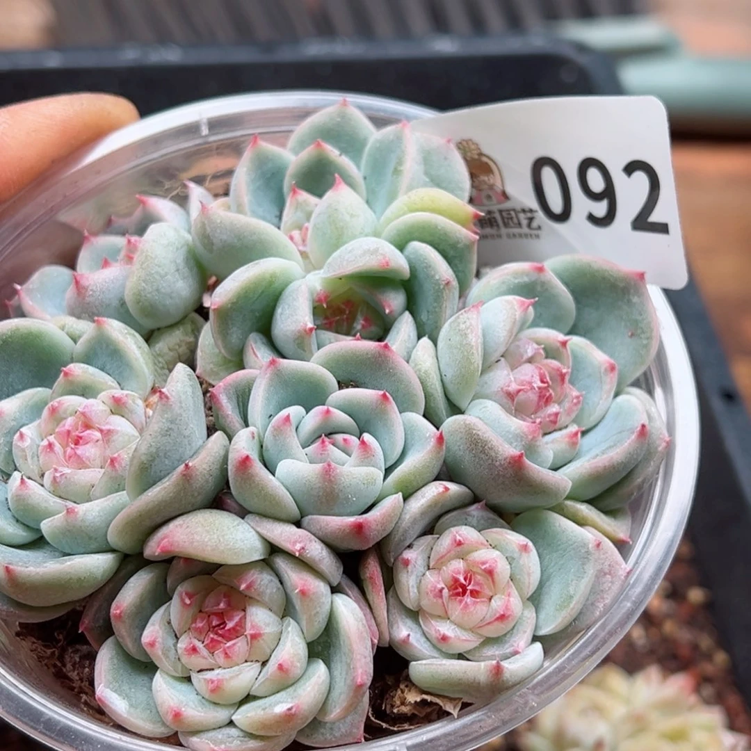 多肉植物多肉植物