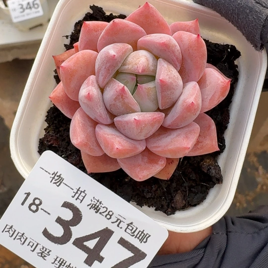 霜花无盆土发货无