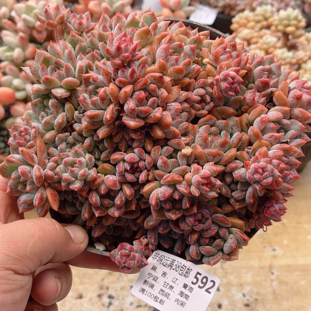 592霜花德华多肉