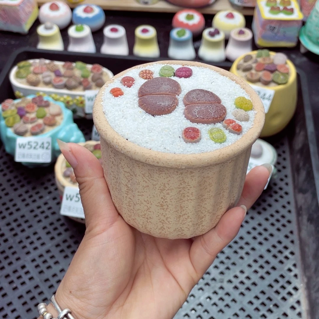 念*?w5250 带盆土发货一物一拍