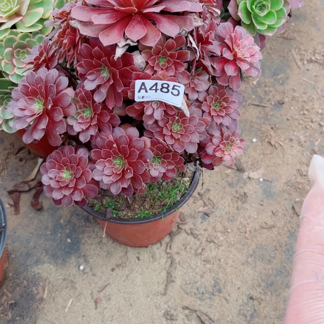 青***栀485黑铜壶法师多肉植物