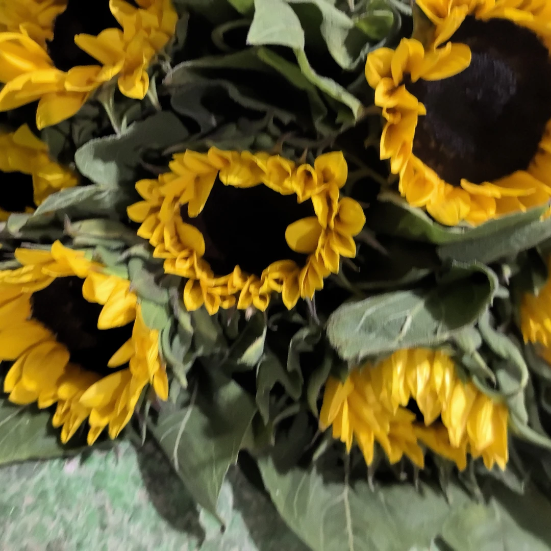 好看的中花太阳花