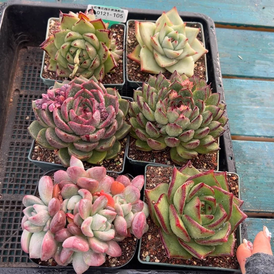 从前慢多肉精选编号0121.105