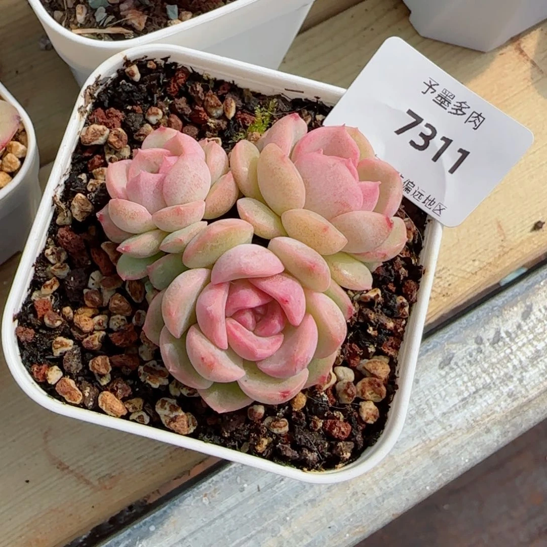 琴心，7311多肉植物