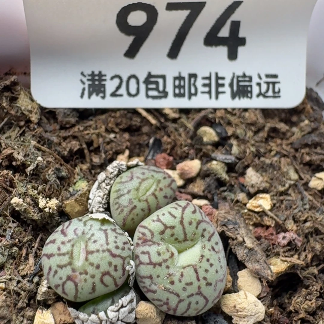 带盆土