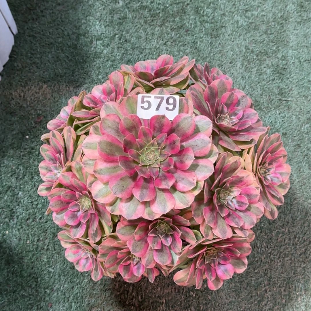 579！雨菏法师多肉植物