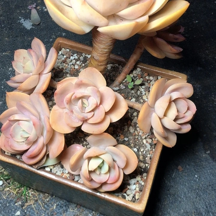 厚*10//////////////////带盆