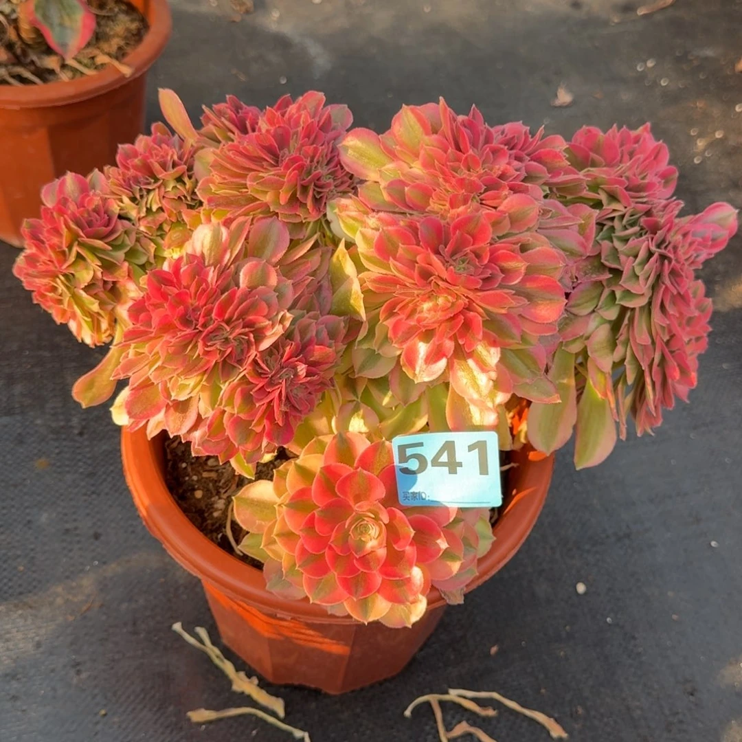 随**安541多肉洛神缀发货