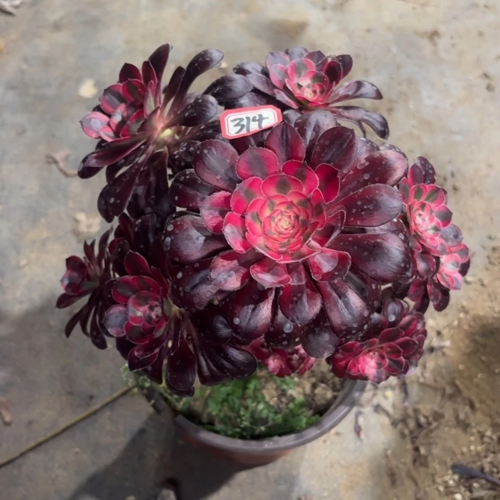 香奈儿法师多肉314