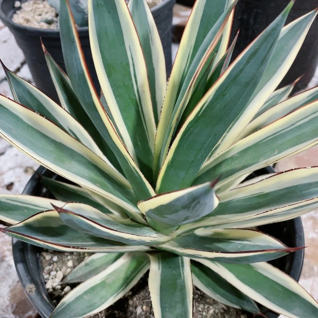 心蓝光白锦龙舌兰包邮