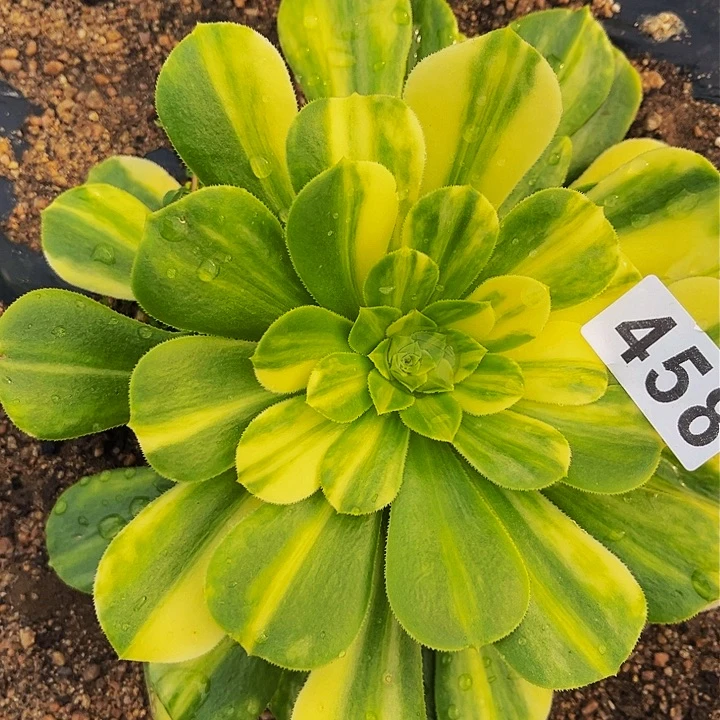 458五彩琉璃多肉植物处理不售后