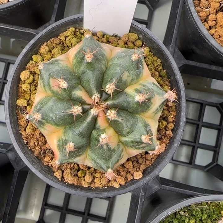 41-0208月饼脱土发多肉