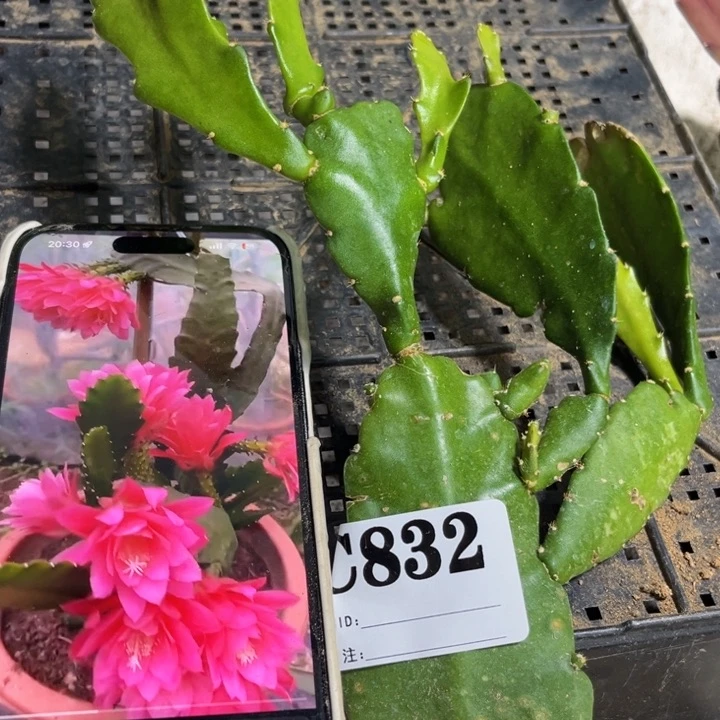 当前无花栽培后可以开花832