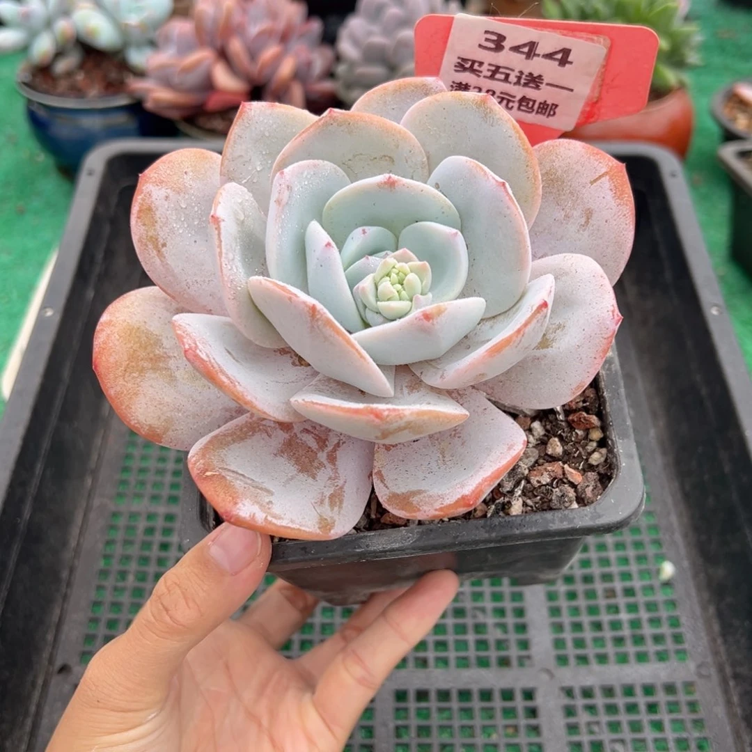 表妹精品多肉植物344