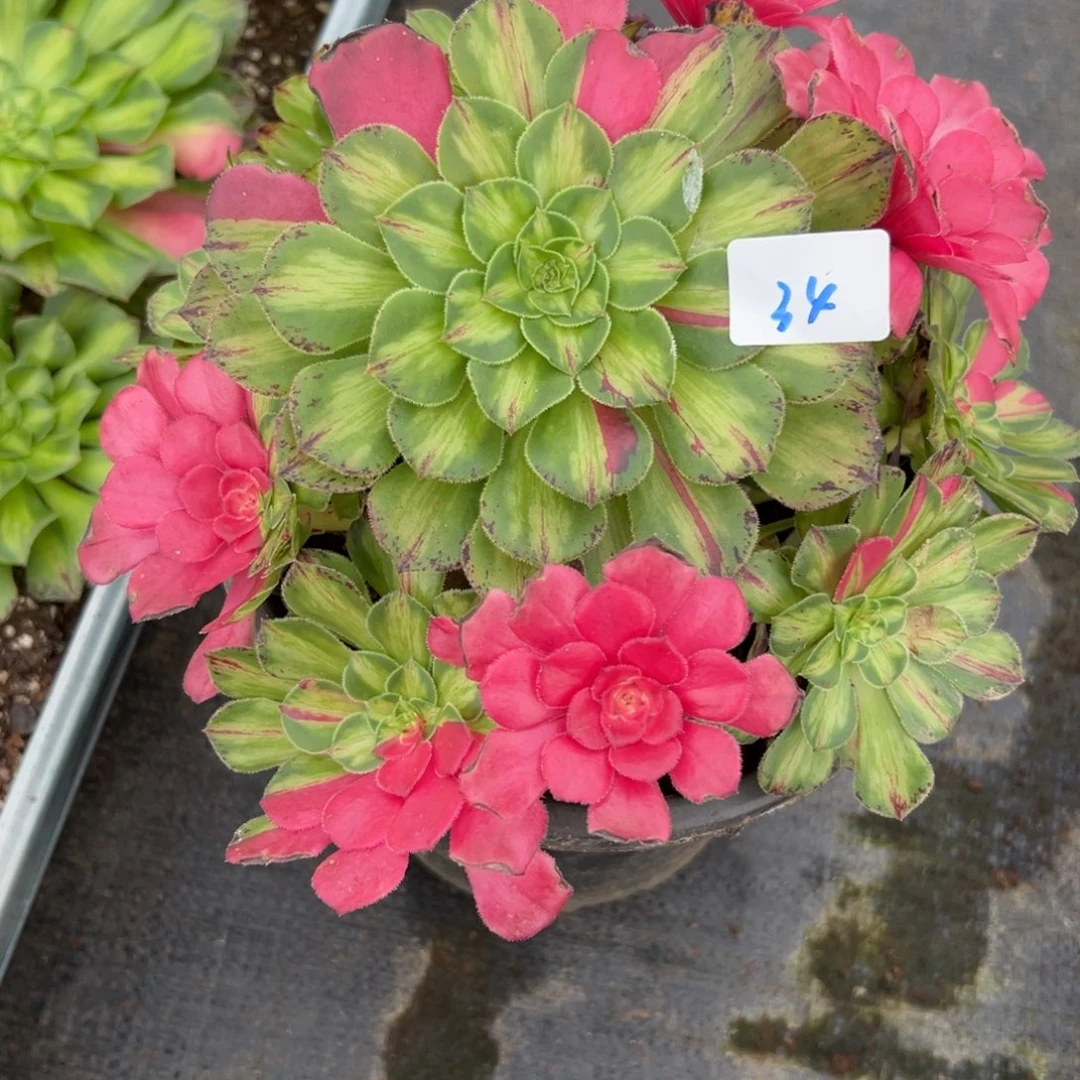 34知否无根多肉植物系