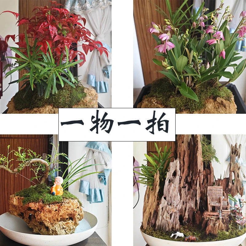 室内办公微盆景,茶几上的装饰绿植景观好养护