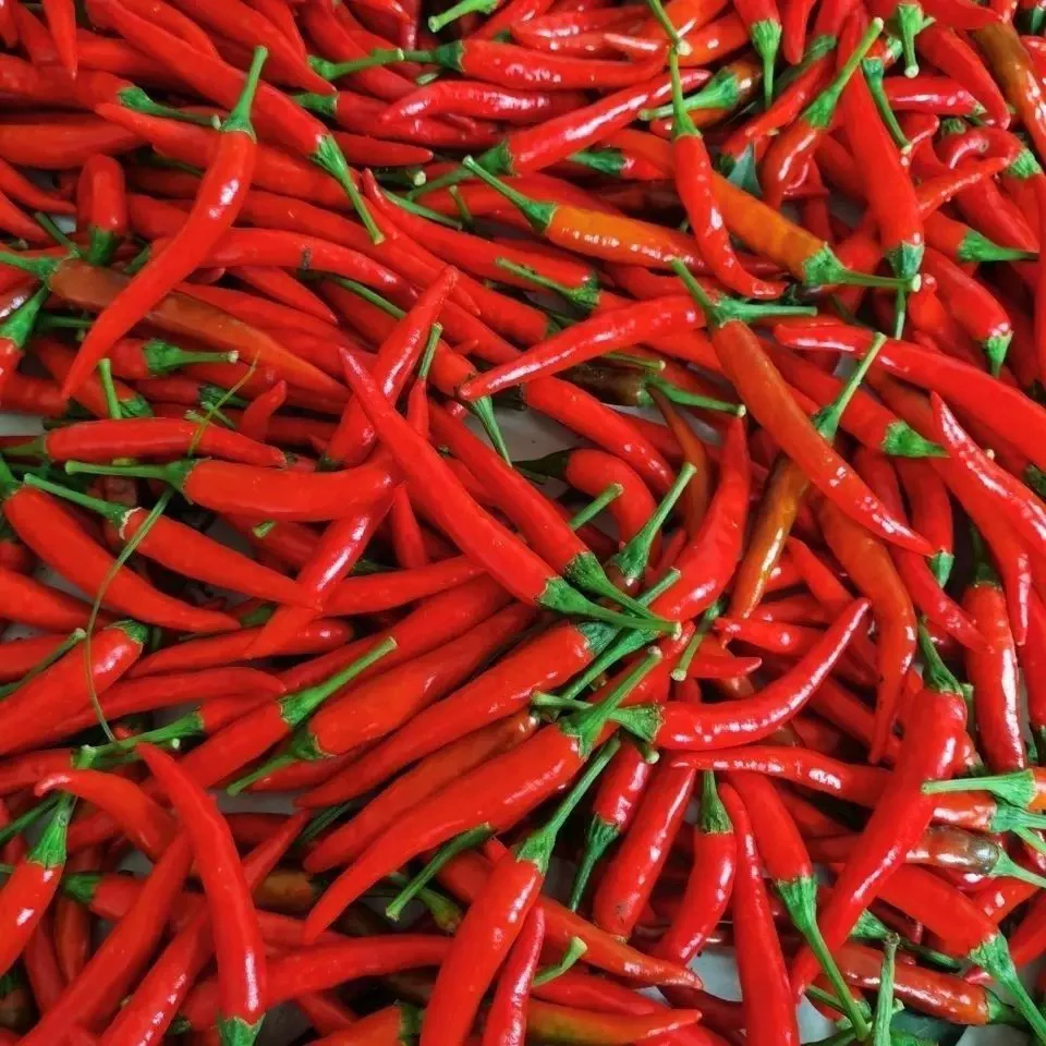 恩施农家自种辣椒朝天椒