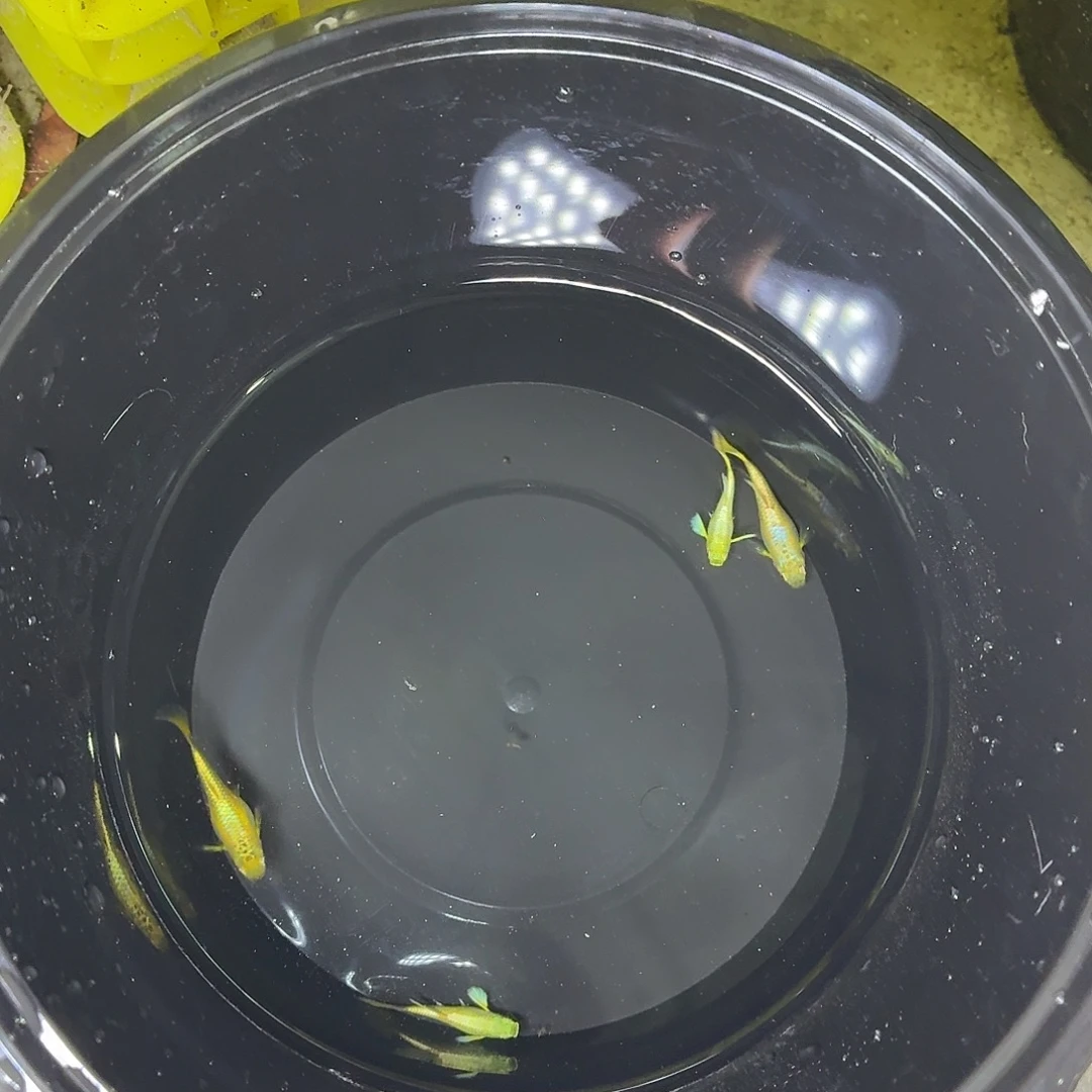 孔雀鱼满麟黄金两对