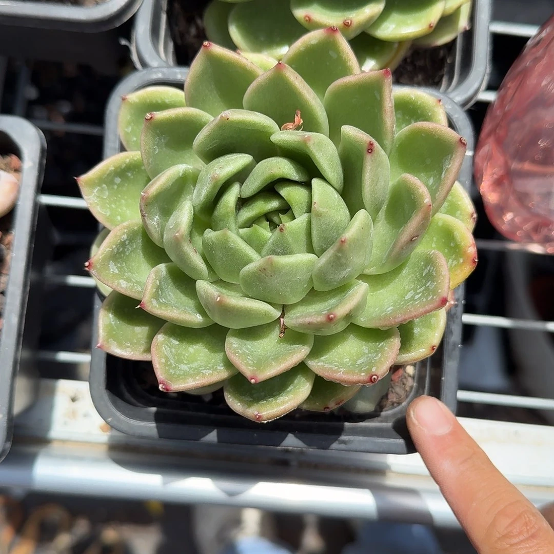 冰城大单头多肉植物