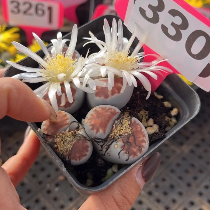 330号8888888888888888