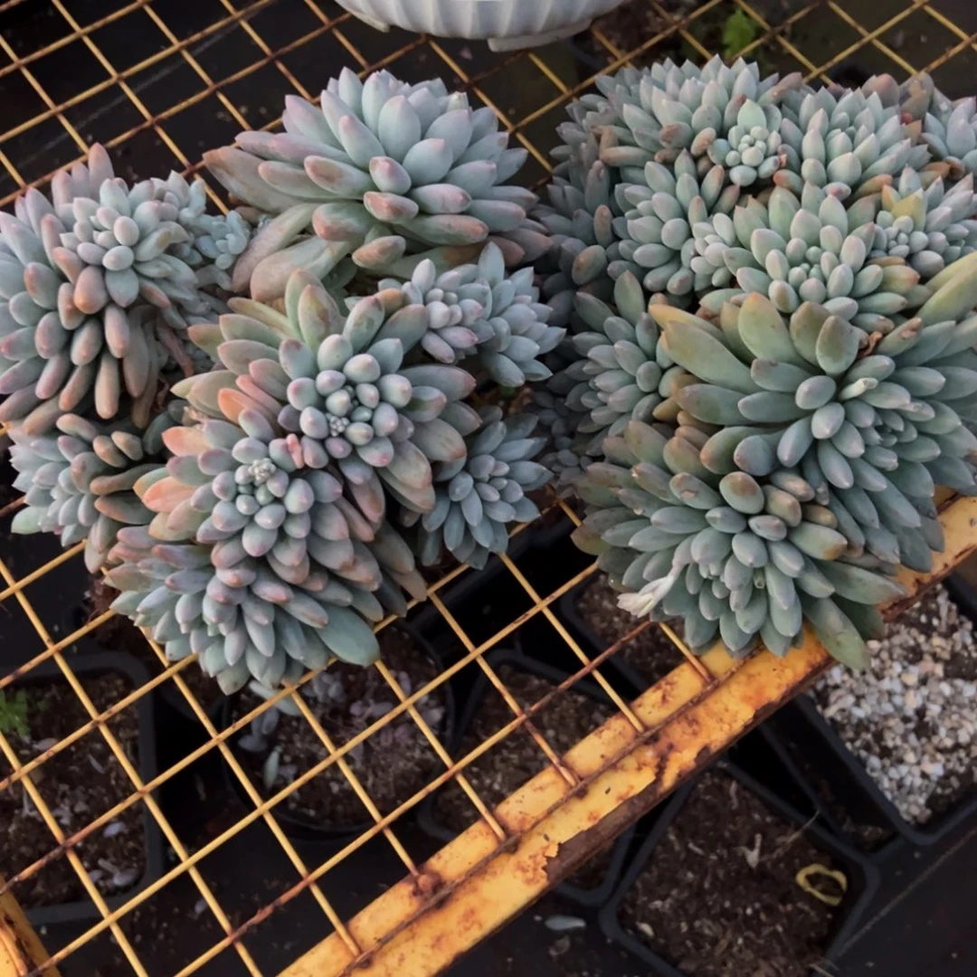 多肉植物奶糖两个大的