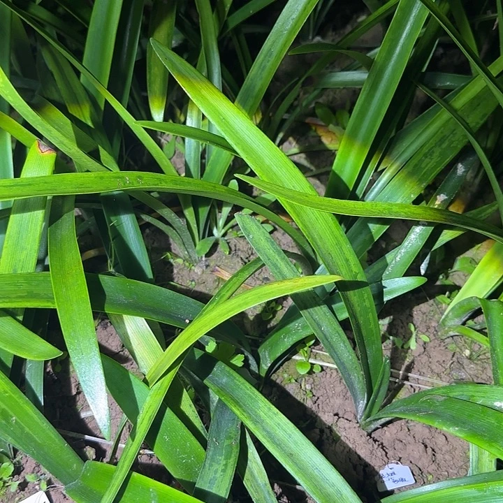 K***百娜塔莎3.5+ 找一棵发货
