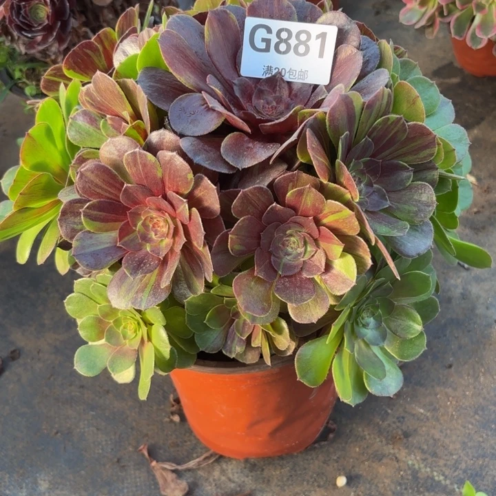 瑞妈多肉植物，881。花月夜，